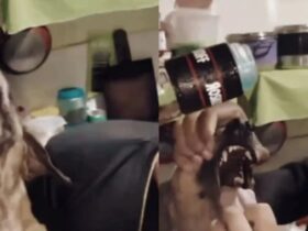 Adolescentes forçam cachorro a ingerir bebida alcoólica em Capanema.