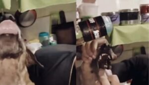 Adolescentes forçam cachorro a ingerir bebida alcoólica em Capanema.