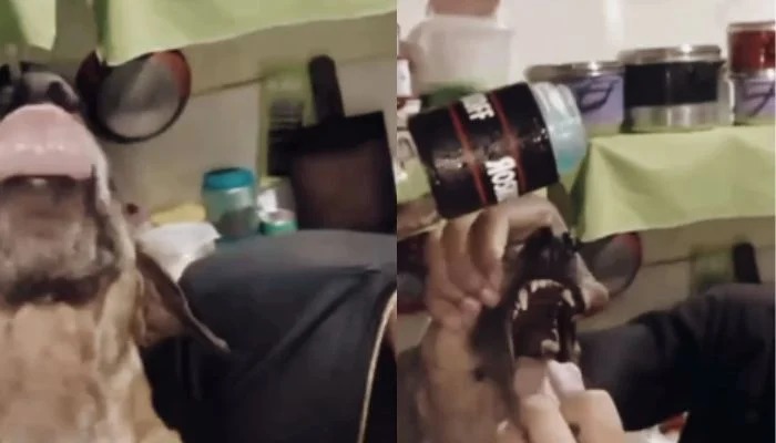 Adolescentes forçam cachorro a ingerir bebida alcoólica em Capanema.