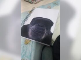 Caderno macaco