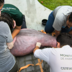 Imagem do boto resgatado no canal do Marco sob os cuidados de agentes do Instituto Bicho D'água