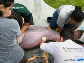 Imagem do boto resgatado no canal do Marco sob os cuidados de agentes do Instituto Bicho D'água