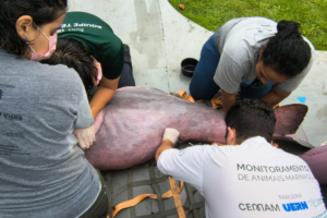 Imagem do boto resgatado no canal do Marco sob os cuidados de agentes do Instituto Bicho D'água
