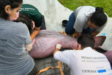 Imagem do boto resgatado no canal do Marco sob os cuidados de agentes do Instituto Bicho D'água