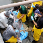 Imagem do resgate do boto no canal do Marco pela equipe da UFRA.