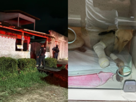 Imagem dividida, do lado esquerdo um registro do momento em que agentes resgatam o animal. Do lado direito um registro do animal recebendo tratamento na clínica.