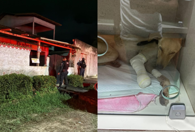 Imagem dividida, do lado esquerdo um registro do momento em que agentes resgatam o animal. Do lado direito um registro do animal recebendo tratamento na clínica.