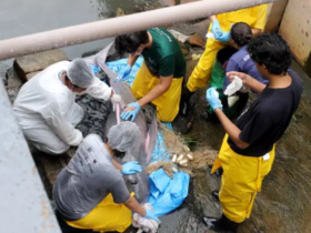 Imagem do resgate do boto no canal do Marco pela equipe da UFRA.