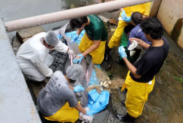 Imagem do resgate do boto no canal do Marco pela equipe da UFRA.