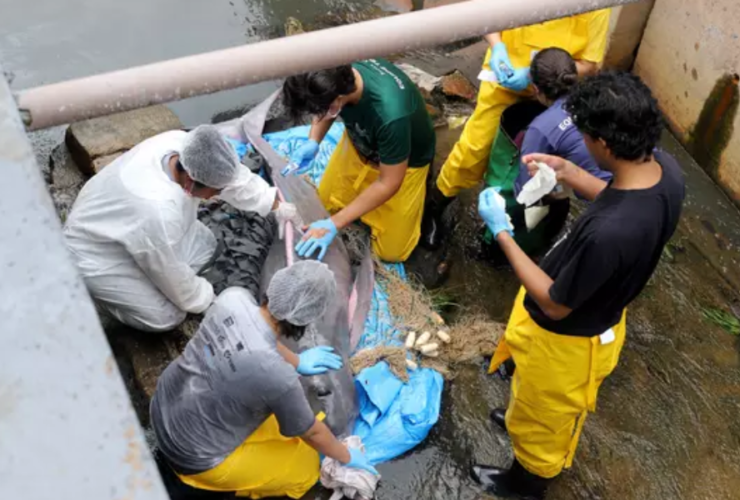 Imagem do resgate do boto no canal do Marco pela equipe da UFRA.