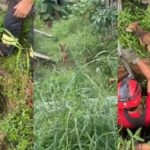 Bombeiros resgatam cachorro de dentro de poço em Paragominas.