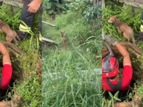 Bombeiros resgatam cachorro de dentro de poço em Paragominas.