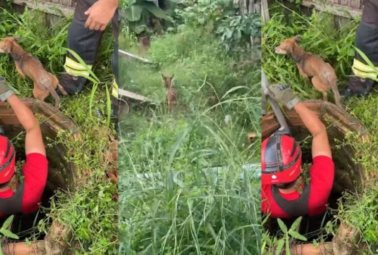 Bombeiros resgatam cachorro de dentro de poço em Paragominas.