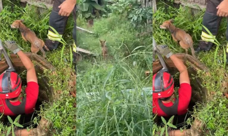 Bombeiros resgatam cachorro de dentro de poço em Paragominas.
