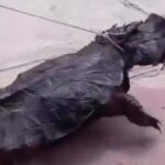 Tartaruga conhecida como "mata-mata" foi vista em Breves.