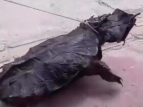 Tartaruga conhecida como "mata-mata" foi vista em Breves.