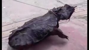 Tartaruga conhecida como "mata-mata" foi vista em Breves.