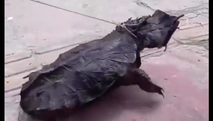 Tartaruga conhecida como "mata-mata" foi vista em Breves.