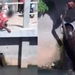 Cobra apareceu em canal no bairro do Curió-Utinga, em Belém.
