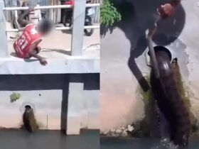Cobra apareceu em canal no bairro do Curió-Utinga, em Belém.