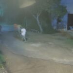 14 detentos fugiram do presídio de Santa Izabel. Cinco já foram recapturados.