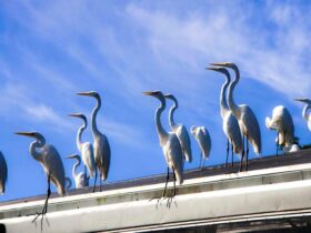 Homem teria morrido ao entrar em contato com fezes de garça.