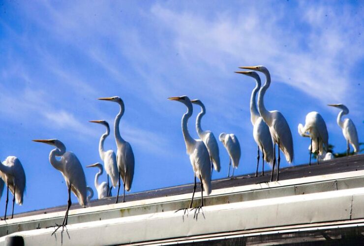 Homem teria morrido ao entrar em contato com fezes de garça.