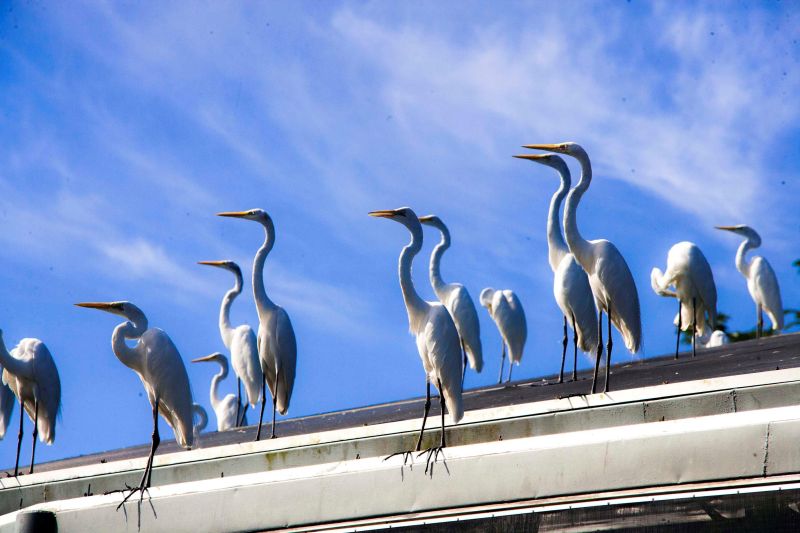 Homem teria morrido ao entrar em contato com fezes de garça.