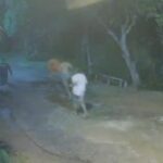 Detentos fugiram da Central de Custódia e quatro foram recapturados pela PM.