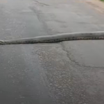 Imagem de sucuri cruzando a via movimentada.