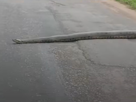 Imagem de sucuri cruzando a via movimentada.