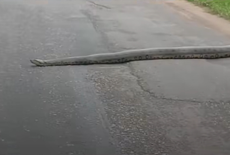 Imagem de sucuri cruzando a via movimentada.