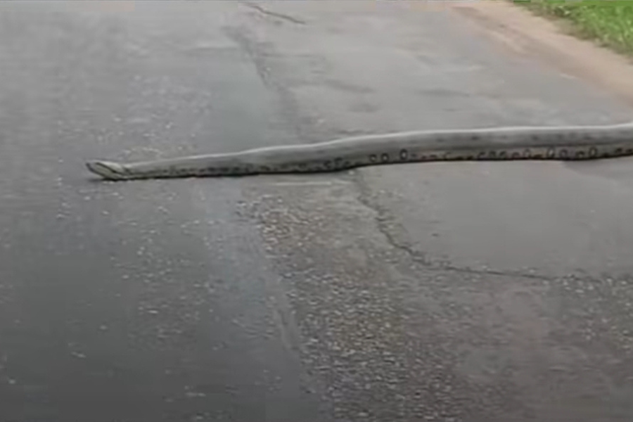 Imagem de sucuri cruzando a via movimentada.