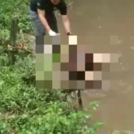 Populares precisaram amarrar o corpo a galhos para evitar que a correnteza o levasse antes da chegada das autoridades.