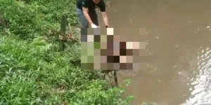 Populares precisaram amarrar o corpo a galhos para evitar que a correnteza o levasse antes da chegada das autoridades.