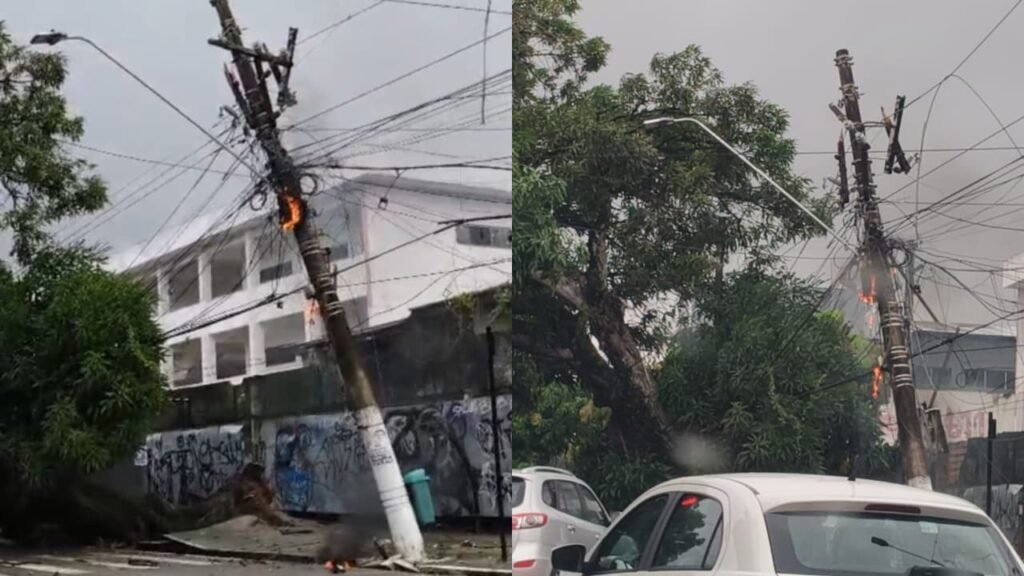 Árvore caiu na manhã deste domingo (19).