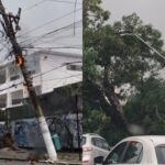 Árvore caiu na manhã deste domingo (19).