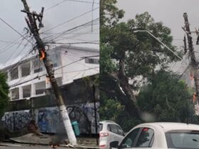 Árvore caiu na manhã deste domingo (19).