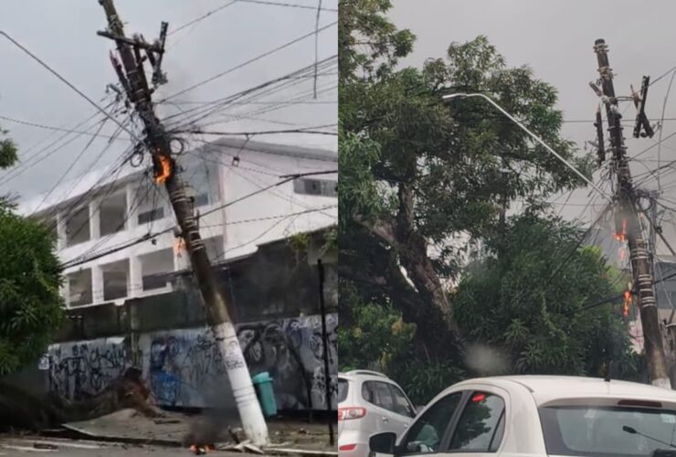 Árvore caiu na manhã deste domingo (19).