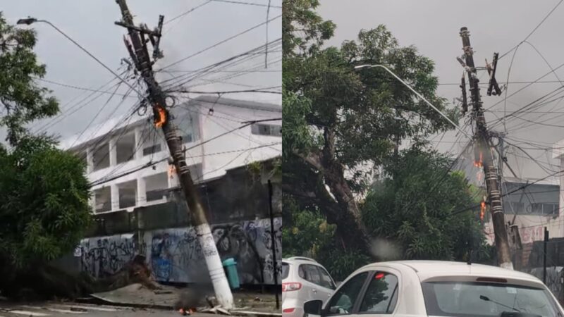 Árvore caiu na manhã deste domingo (19).