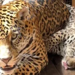 Xingu: BioParque em Carajás celebra nascimento de onça-pintada