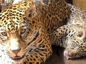 Xingu: BioParque em Carajás celebra nascimento de onça-pintada