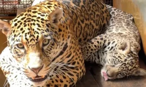 Xingu: BioParque em Carajás celebra nascimento de onça-pintada