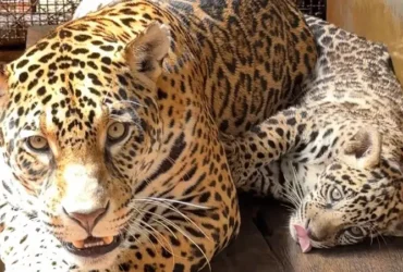 Xingu: BioParque em Carajás celebra nascimento de onça-pintada