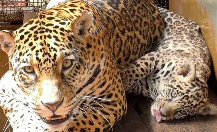 Xingu: BioParque em Carajás celebra nascimento de onça-pintada