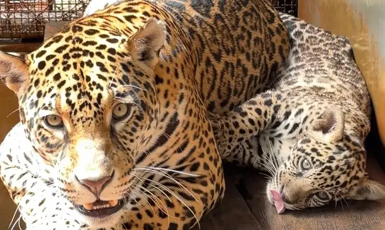 Xingu: BioParque em Carajás celebra nascimento de onça-pintada