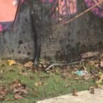 Registro mostra ciclista tentando afastar animal silvestre em região de mata; autoridades reforçam orientação para não manipular fauna e acionar órgãos especializados.