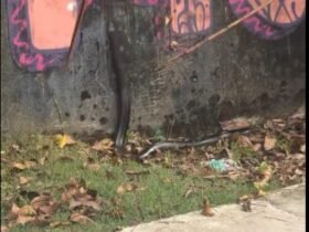 Registro mostra ciclista tentando afastar animal silvestre em região de mata; autoridades reforçam orientação para não manipular fauna e acionar órgãos especializados.