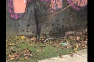Registro mostra ciclista tentando afastar animal silvestre em região de mata; autoridades reforçam orientação para não manipular fauna e acionar órgãos especializados.