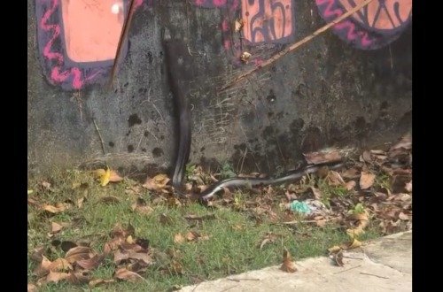 Registro mostra ciclista tentando afastar animal silvestre em região de mata; autoridades reforçam orientação para não manipular fauna e acionar órgãos especializados.